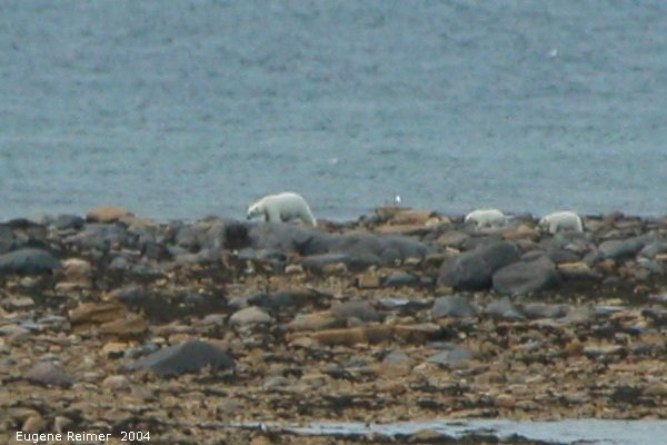 IMG 2004-Jul17 at CoastRd and side-roads:  Polar bear (Ursus maritimus) with 2 cubs on shore