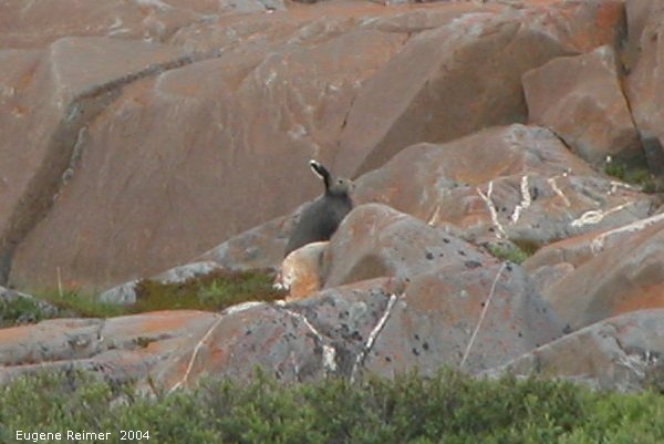IMG 2004-Jul17 at CoastRd and side-roads:  Arctic hare (Lepus arcticus)