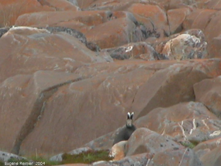 IMG 2004-Jul17 at CoastRd and side-roads:  Arctic hare (Lepus arcticus)