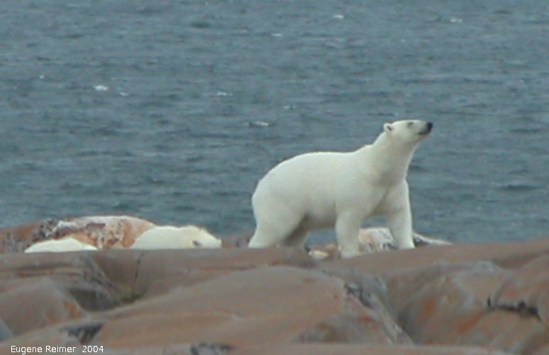 IMG 2004-Jul17 at CoastRd and side-roads:  Polar bear (Ursus maritimus) with 2 cubs on the rocks