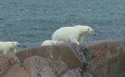 Polar bear: with 2 cubs on the rocks