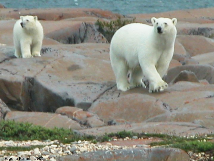 IMG 2004-Jul17 at CoastRd and side-roads:  Polar bear (Ursus maritimus) and cub on the rocks