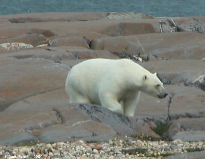 IMG 2004-Jul17 at CoastRd and side-roads:  Polar bear (Ursus maritimus) on the rocks