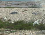 Polar bear: and 2 cubs on gravel