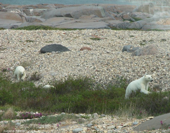 IMG 2004-Jul17 at CoastRd and side-roads:  Polar bear (Ursus maritimus) and 2 cubs on gravel