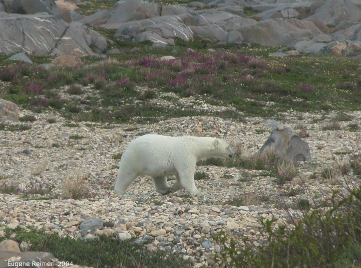 IMG 2004-Jul17 at CoastRd and side-roads:  Polar bear (Ursus maritimus) on gravel