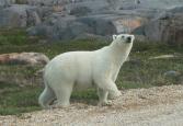 Polar bear: on road sniffing closer