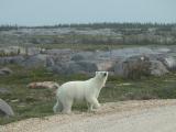Polar bear: on road sniffing wider view