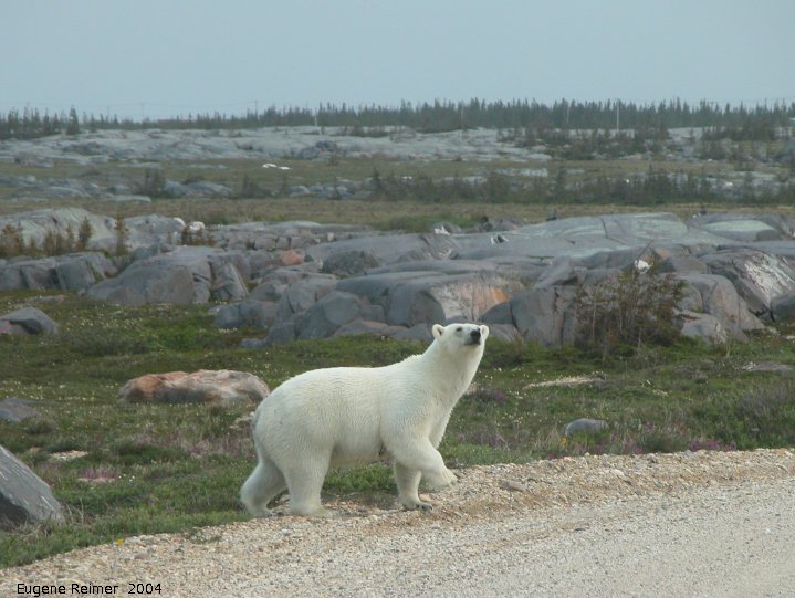 IMG 2004-Jul17 at CoastRd and side-roads:  Polar bear (Ursus maritimus) on road sniffing wider view