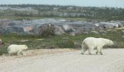Polar bear: and cub crossing the road