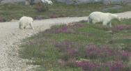 Polar bear: and cub in Hedysarum