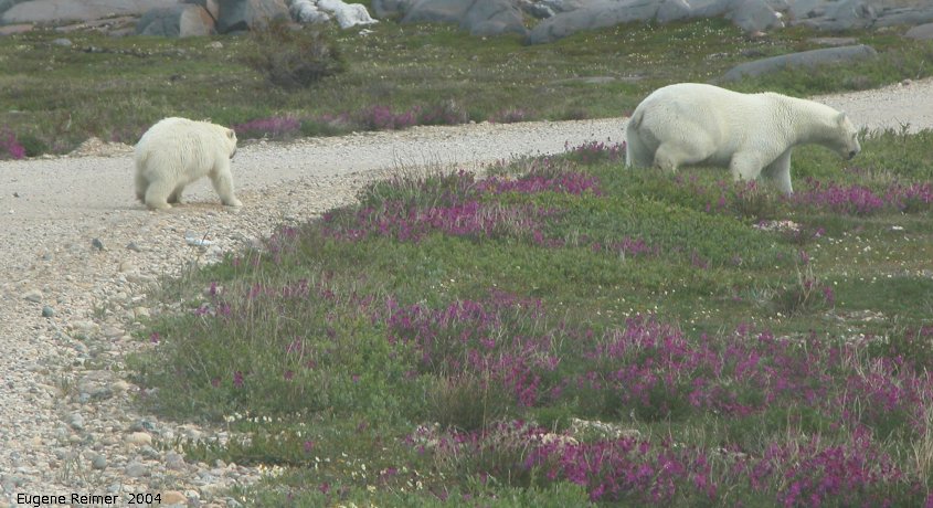 IMG 2004-Jul17 at CoastRd and side-roads:  Polar bear (Ursus maritimus) and cub in Hedysarum (Hedysarum sp)