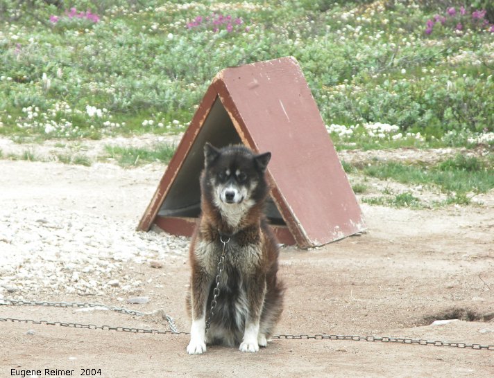 IMG 2004-Jul17 at CoastRd and side-roads:  Dog (Canis lupus familiaris) sled-dog in dog-city