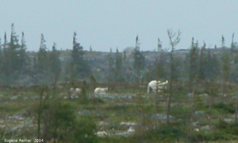IMG 2004-Jul17 at CoastRd and side-roads:  Polar bear (Ursus maritimus) and 2 cubs one last far-away photo