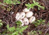 Common merganser: nest with eggs