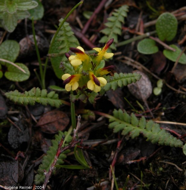 IMG 2004-Jul18 at near CNSC (afternoon):  Flame-tipped lousewort (Pedicularis flammea) plant