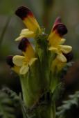 Flame-tipped lousewort: flowers closeup