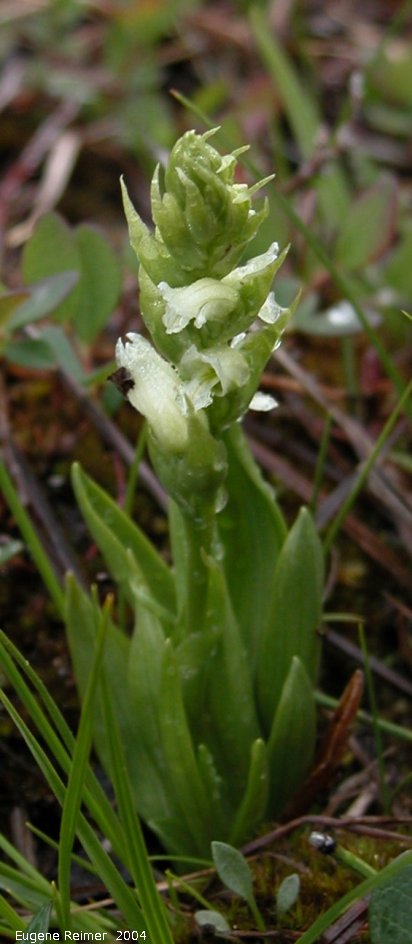 IMG 2004-Jul18 at near CNSC (afternoon):  Hooded ladies-tresses (Spiranthes romanzoffiana)
