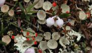 British soldiers: and PixieCups (club-lichens)