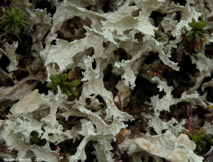 IMG 2004-Jul18 at near CNSC (afternoon):  Sieve lichen (Cladonia multiformis)
