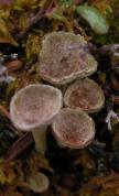 Pixie-cup lichen: