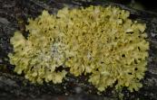 Powdery orange lichen: