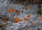 lichen: on rock