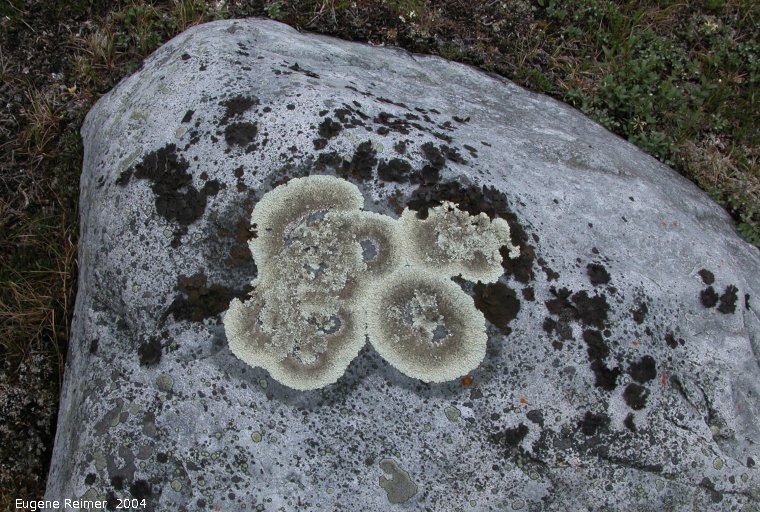 IMG 2004-Jul18 at near CNSC (afternoon):  Lichen (Lecanorales sp) on rock