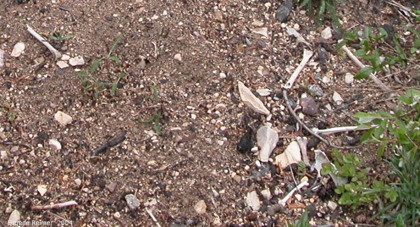 IMG 2004-Jul18 at near CNSC (afternoon):  Red fox (Vulpes vulpes) den with bones nearby