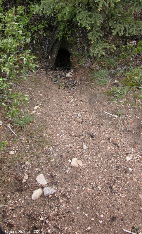 IMG 2004-Jul18 at near CNSC (afternoon):  Red fox (Vulpes vulpes) den