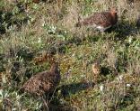 Willow ptarmigan: female+chick+male