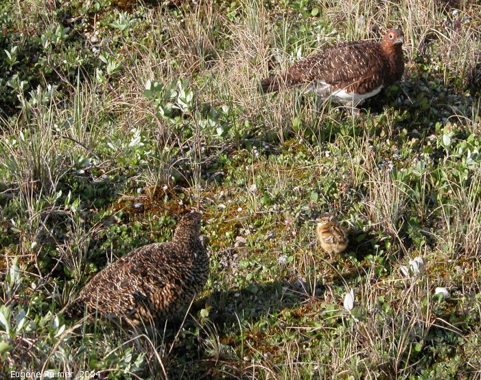 IMG 2004-Jul19 at CNSC and vicinity:  Willow-ptarmigan (Lagopus lagopus) female+chick+male
