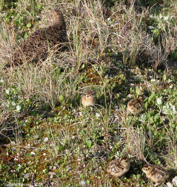 IMG 2004-Jul19 at CNSC and vicinity:  Willow-ptarmigan (Lagopus lagopus) female with 5 of about 10 chicks