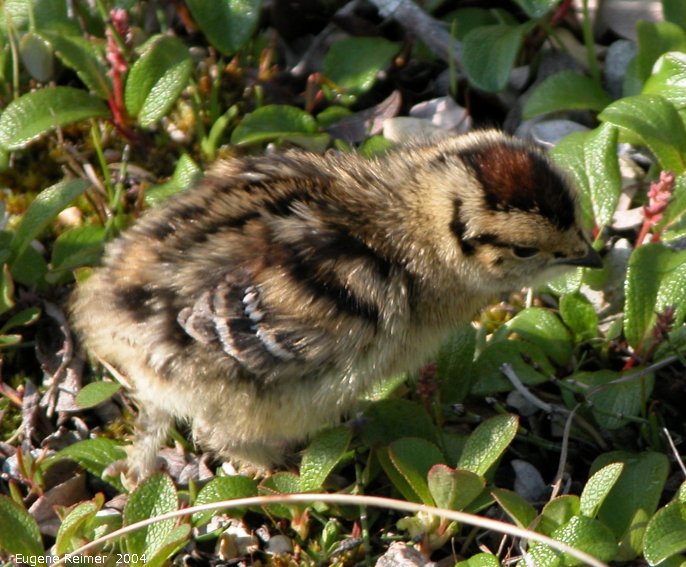 IMG 2004-Jul19 at CNSC and vicinity:  Willow-ptarmigan (Lagopus lagopus) chick