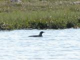 Common loon: with baby loon