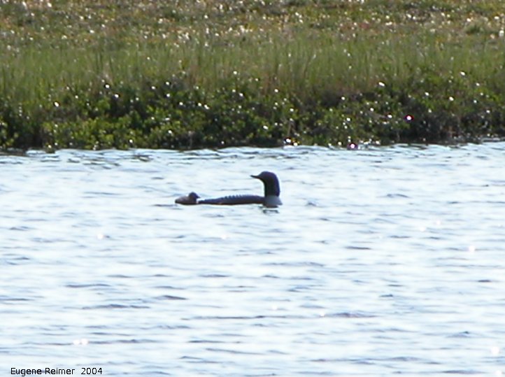 IMG 2004-Jul19 at CNSC and vicinity:  Common loon (Gavia immer) with baby loon