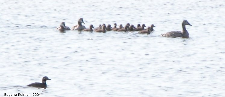 IMG 2004-Jul19 at CoastRd:  Common eider (Somateria mollissima) adults+ducklings with a lone ?duck