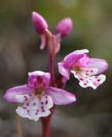 Small round-leaf orchid: