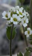 Smooth Whitlow-grass=Draba glabella: flowers