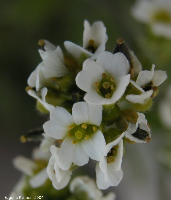 IMG 2004-Jul19 at CapeMerry (afternoon):  Smooth whitlow-grass (Draba glabella) closeup