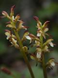 Early coralroot: unusual colour