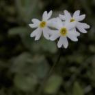Greenland primrose: white-flowered plant