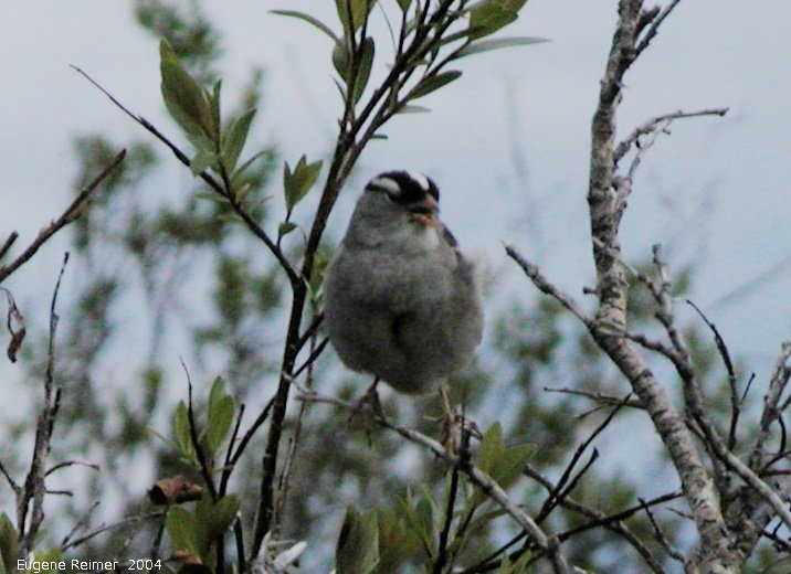 IMG 2004-Jul19 at TankFarmRd:  White-crowned sparrow (Zonotrichia leucophrys) underexposed