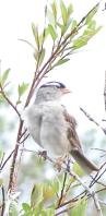 White-crowned sparrow: