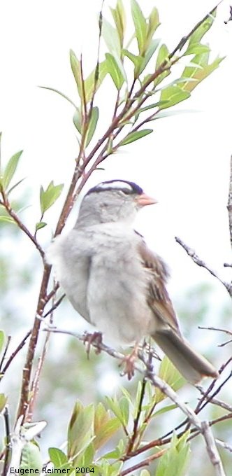 IMG 2004-Jul19 at TankFarmRd:  White-crowned sparrow (Zonotrichia leucophrys)