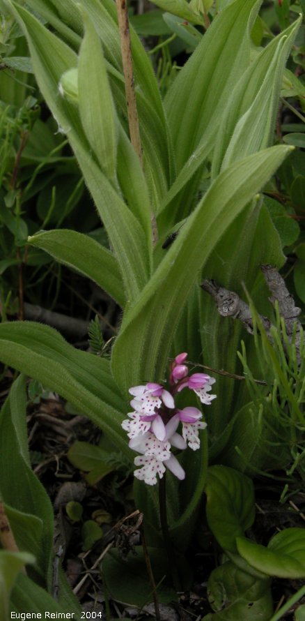IMG 2004-Jul19 at TankFarmRd:  Small round-leaf orchid (Amerorchis rotundifolia) + Sparrow-egg ladyslipper (Cypripedium passerinum)