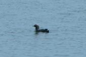 Pacific loon: