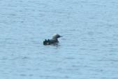 Pacific loon: