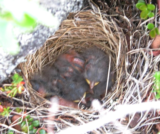 IMG 2004-Jul20 at CoastRd:  unidentified Bird (Aves sp) juveniles in nest near Ithaca