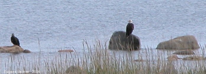 IMG 2004-Jul20 at near GooseCreek:  Bald eagle (Haliaeetus leucocephalus)